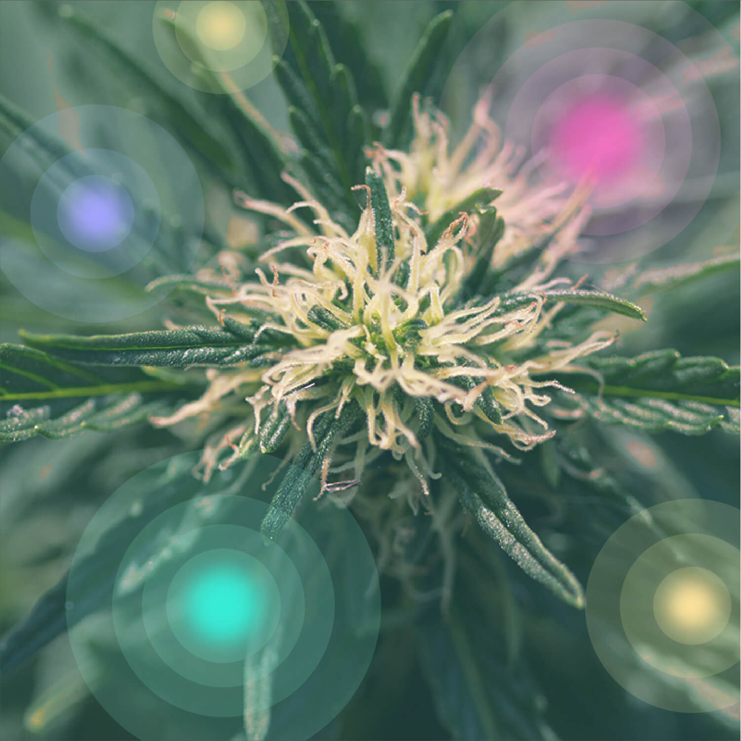 What Is Medical Marijuana? What Is Medical Marijuana?