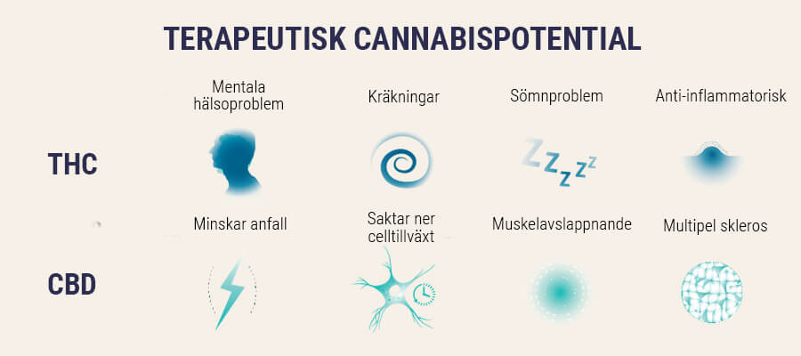 Nasiona konopi medycznych RQS Nasiona konopi medycznych RQS