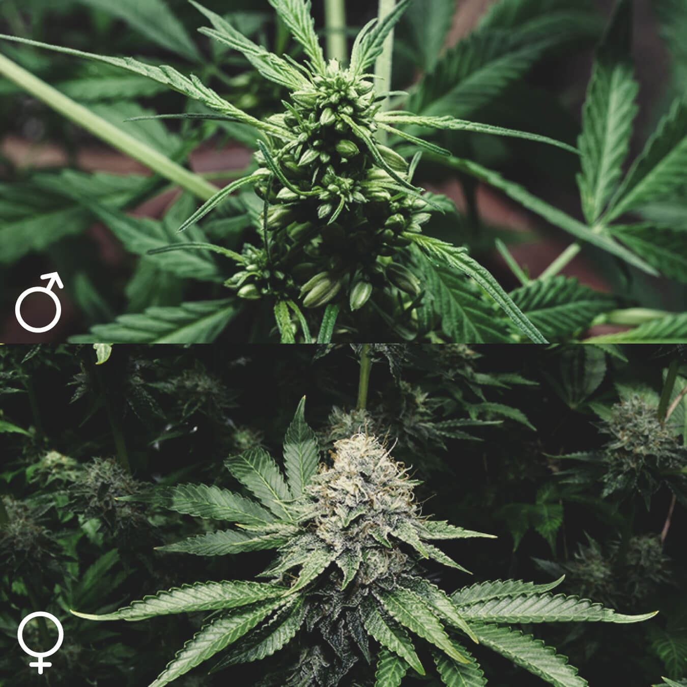 Czy wszystkie rośliny cannabis są takie same?