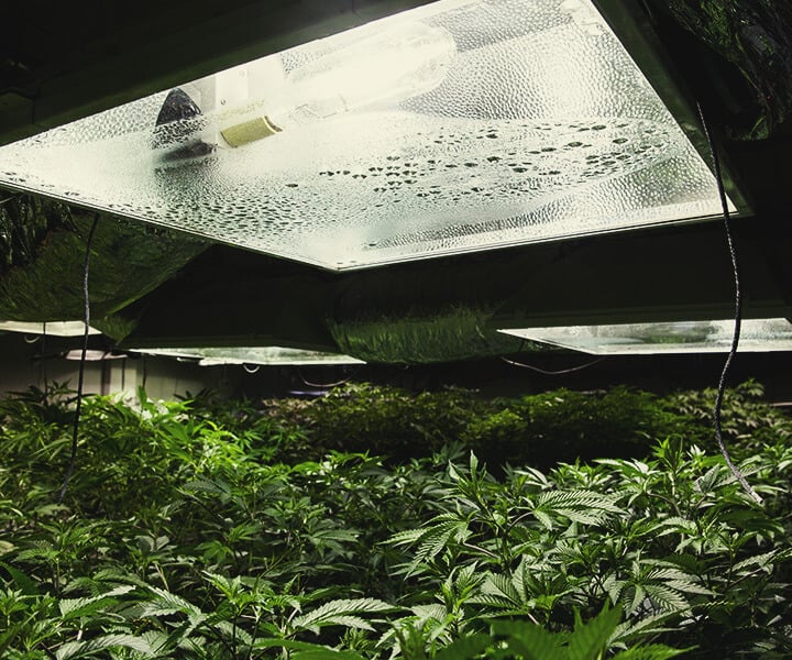 Jak zapewnić światło UV roślinom cannabis uprawianym indoor Jak zapewnić światło UV roślinom cannabis uprawianym indoor