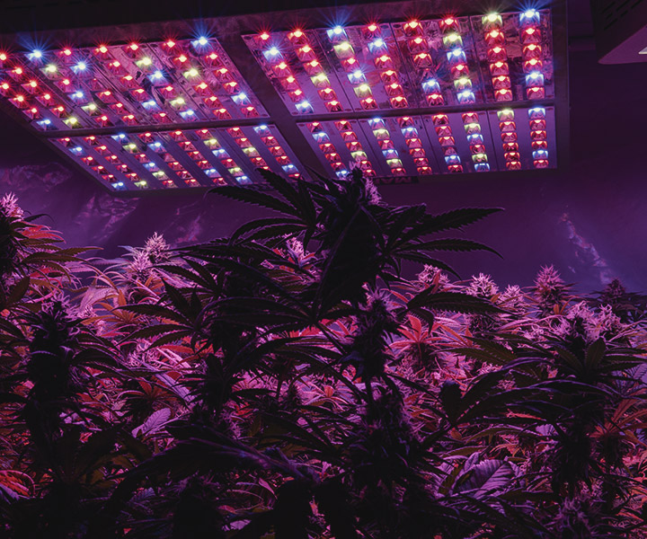 Jak zapewnić światło UV roślinom cannabis uprawianym indoor