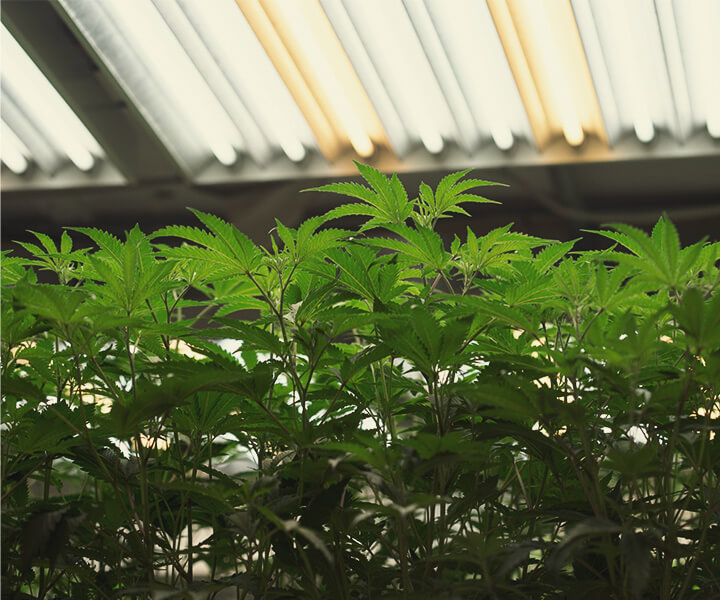 Jak zapewnić światło UV roślinom cannabis uprawianym indoor