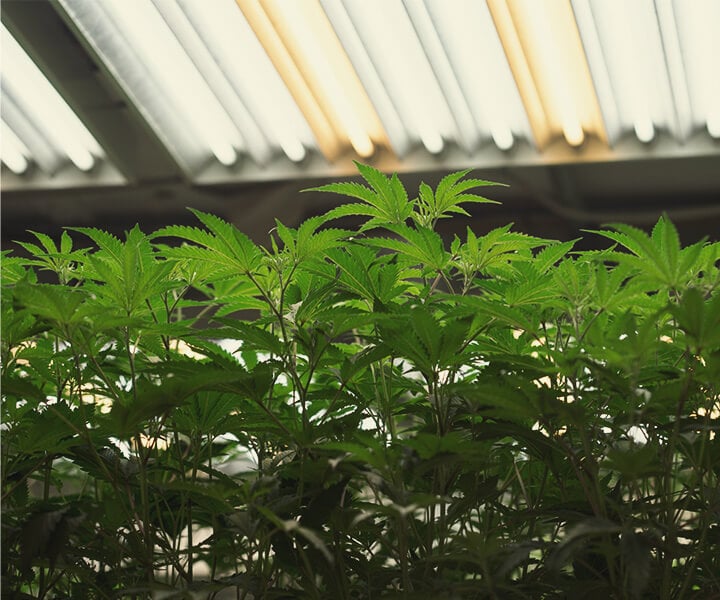 Jak zapewnić światło UV roślinom cannabis uprawianym indoor Jak zapewnić światło UV roślinom cannabis uprawianym indoor