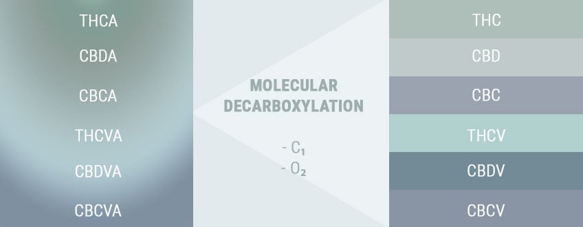 DECARBOXYLATION CHANGES ACIDS TO ACTIVES