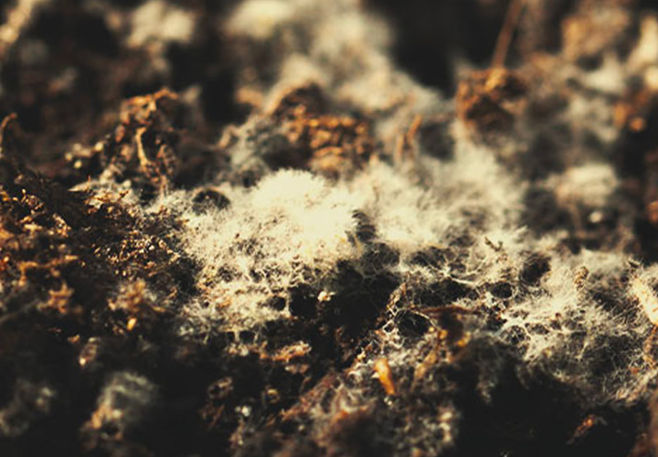 Mould in Soil Mould in Soil