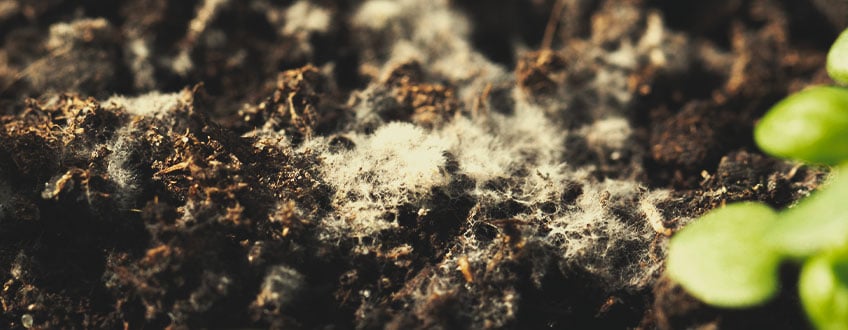 Mould in Soil Mould in Soil