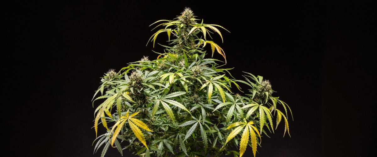 Roślina konopi North Thunderfuck z gęstymi żywicznymi topami, pomarańczowymi słupkami i oszronionymi trichomami w końcowej fazie kwitnienia