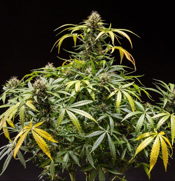 Roślina konopi North Thunderfuck z gęstymi żywicznymi topami, pomarańczowymi słupkami i oszronionymi trichomami w końcowej fazie kwitnienia