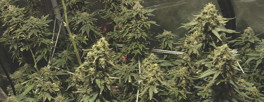 Northern Lights Northern Lights