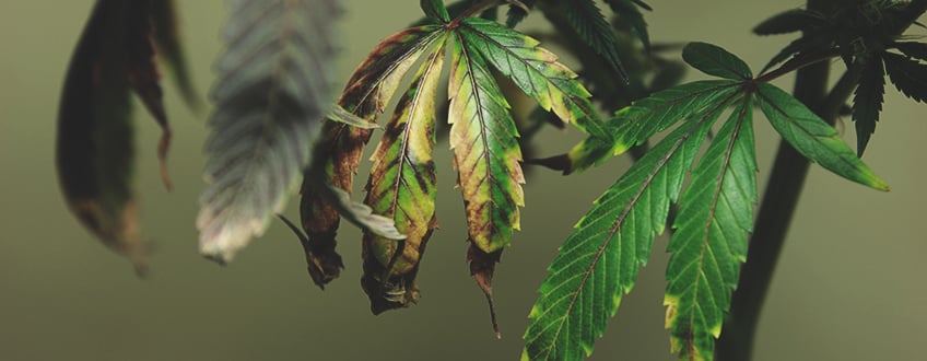 Cómo remediar el exceso de fertilización Cómo remediar el exceso de fertilización