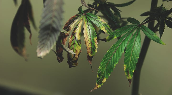 Cómo remediar el exceso de fertilización Cómo remediar el exceso de fertilización
