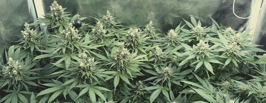 OG Kush OG Kush