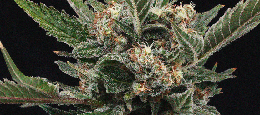 The Importance Of Pistils To Cannabis Growers The Importance Of Pistils To Cannabis Growers