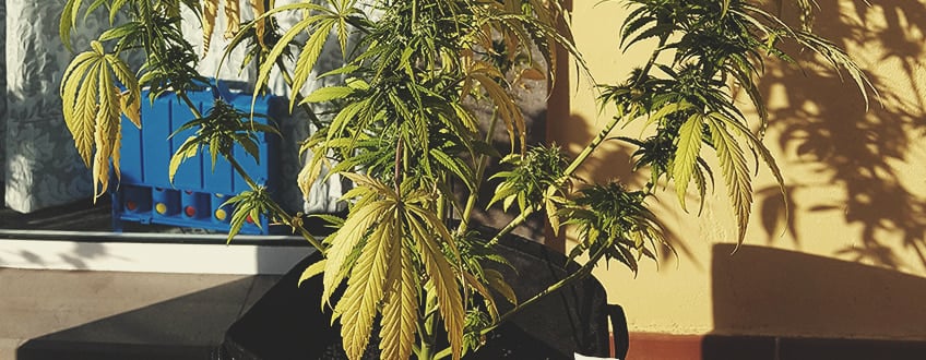 Cómo revivir una planta regada en exceso Cómo revivir una planta regada en exceso