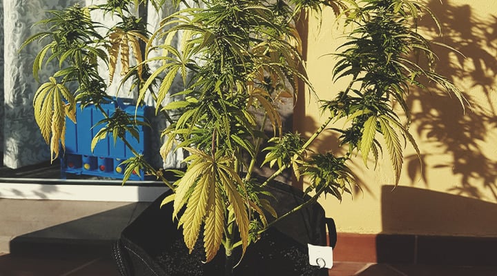 Cómo revivir una planta regada en exceso Cómo revivir una planta regada en exceso
