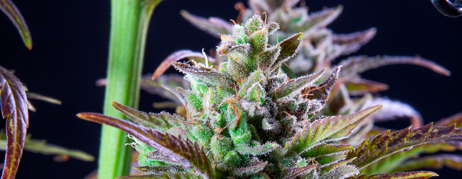 Pinapple Kush