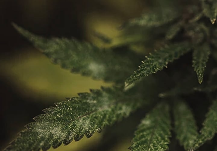 Powdery Mildew Powdery Mildew