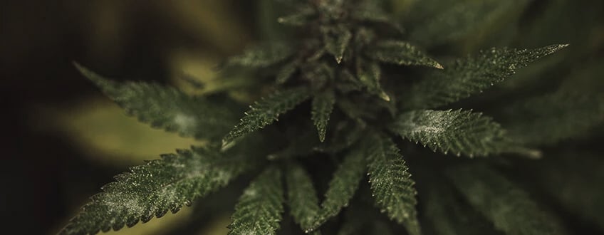 Powdery Mildew Powdery Mildew