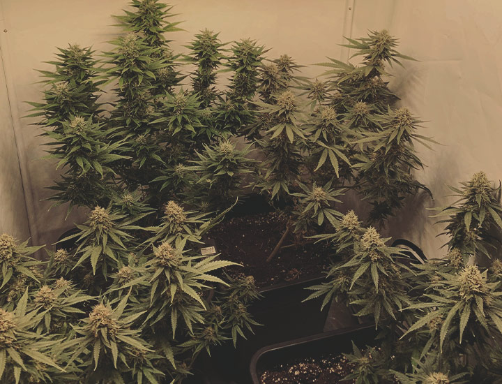 Power Flower Power Flower