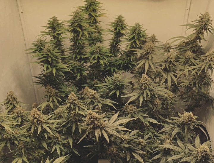 Power Flower Power Flower