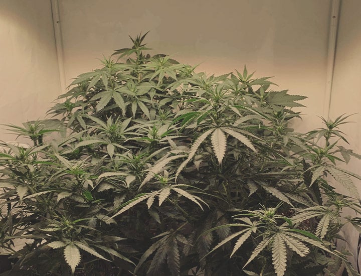Power Flower Power Flower
