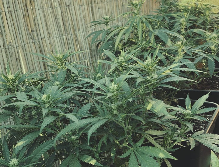 Power Flower Power Flower