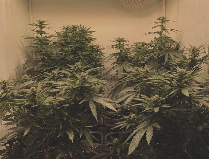 Power Flower Power Flower