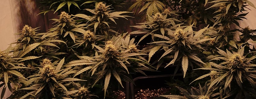 Power Flower Power Flower