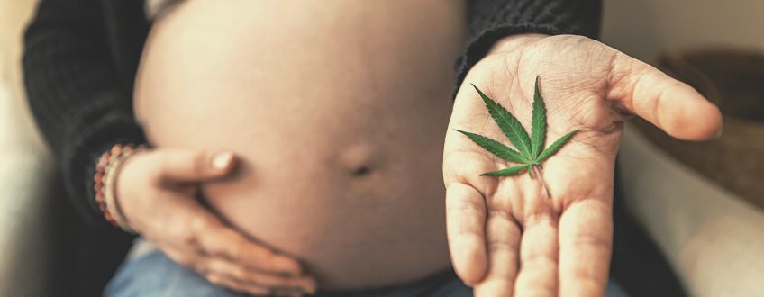 Jakie są potencjalne zagrożenia związane z paleniem cannabis w ciąży?