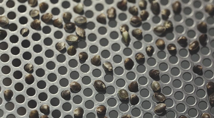 Proces kontroli jakości Royal Queen Seeds: krok po kroku