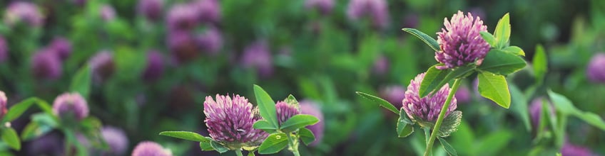 Companion Plants for Cannabis Companion Plants for Cannabis