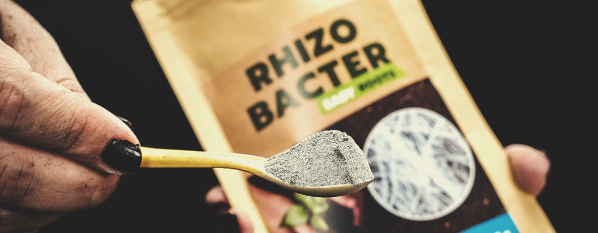 Ryzobakterie Ryzobakterie