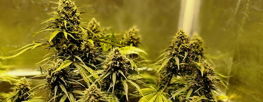 Royal Gorilla Auto Royal Gorilla Auto