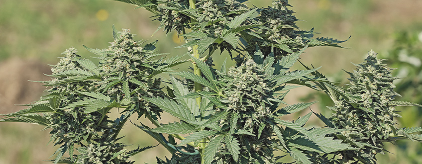 Royal Gorilla Auto
