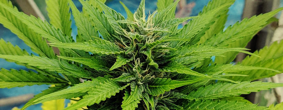 Cannabis 420 Moby Królewskie nasiona Rqs marihuany