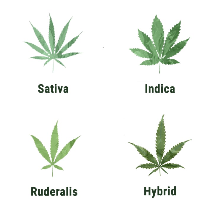 IS RUDERALIS THE SAME AS HEMP?