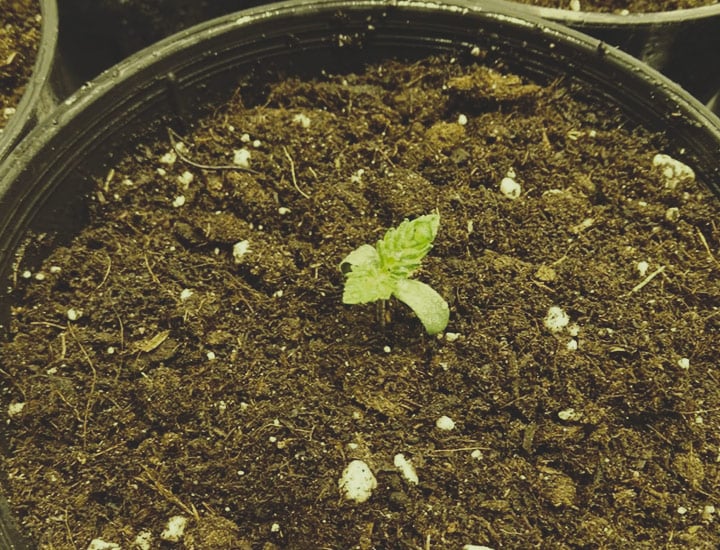 Power Flower Power Flower