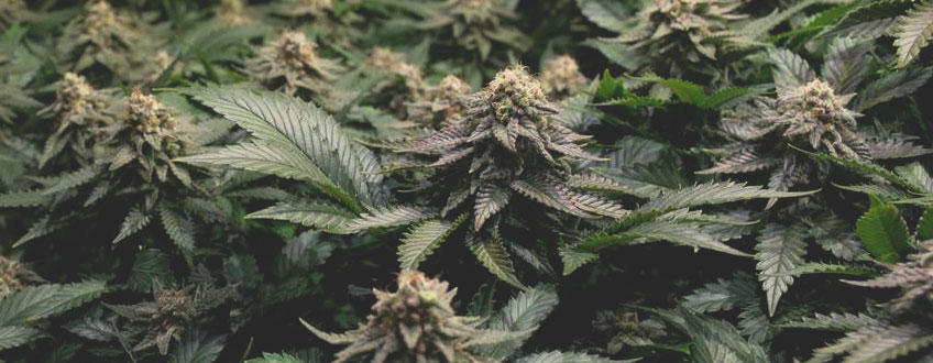 Skunk XL Skunk XL