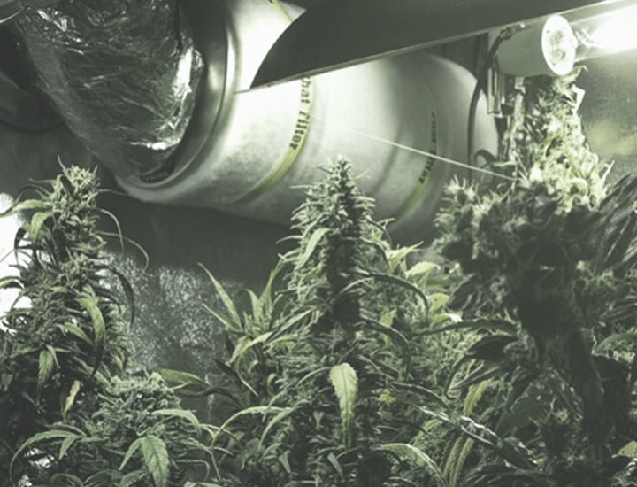 Growing Cannabis Indoors Growing Cannabis Indoors