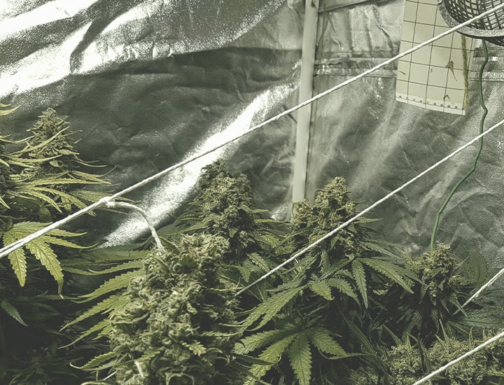 Growing Cannabis Indoors Growing Cannabis Indoors