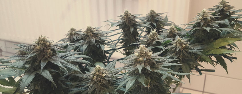Sour Diesel Sour Diesel