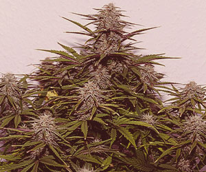Stress Killer CBD Stress Killer CBD