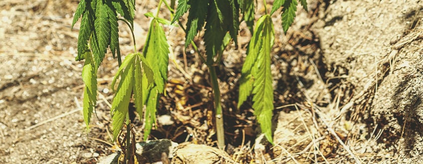 Cómo revivir una planta poco regada Cómo revivir una planta poco regada