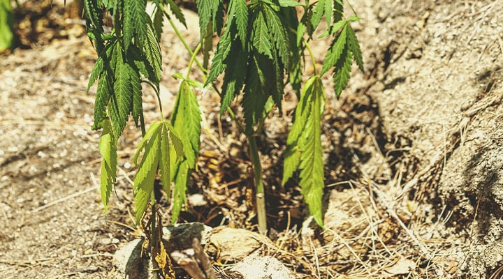 Cómo revivir una planta poco regada Cómo revivir una planta poco regada