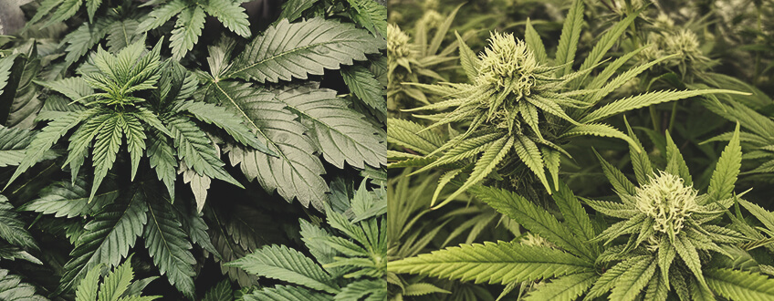 Jak długo trwa uprawa cannabis?