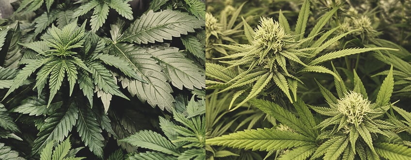 Jak długo trwa uprawa cannabis? Jak długo trwa uprawa cannabis?