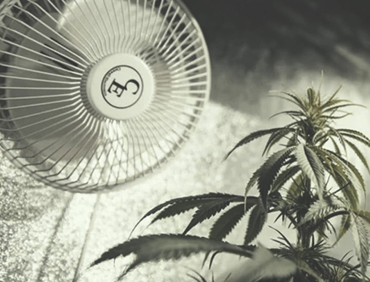 Growing Cannabis Indoors Growing Cannabis Indoors