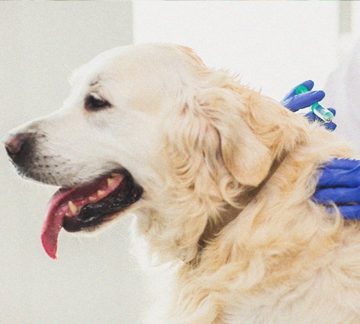 What to Do if Your Dog Gets High What to Do if Your Dog Gets High