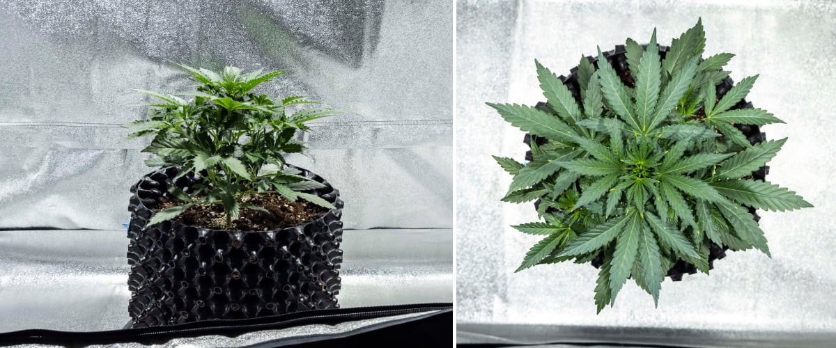 Roślina konopi North Thunderfuck w 2. tygodniu wczesnej fazy wegetatywnej rozwijająca więcej liści wachlarzowych i silniejszy system korzeniowy w glebie pod lampą LED