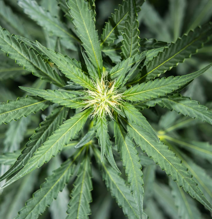 Roślina konopi North Thunderfuck w 5. tygodniu wczesnej fazy kwitnienia z nowymi białymi słupkami na miejscach kwiatowych i zdrowymi liśćmi wachlarzowymi pod światłem LED